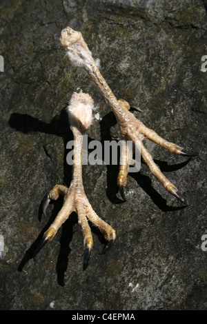 Piedi e artigli di un comune Gheppio Falco tinnunculus, Cumbria, Regno Unito Foto Stock