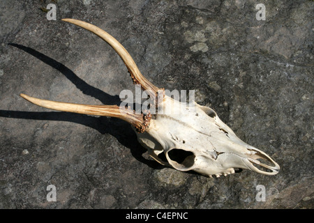 Vista superiore del cranio e corna di un due-anno europeo di capriolo Capreolus capreolus Buck, Cumbria, Regno Unito Foto Stock