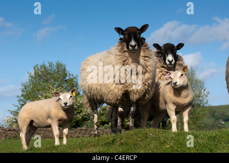 Pedigree Beltex agnelli sul mulo recipent pecore, prodotta come trapianti di embrioni. Foto Stock