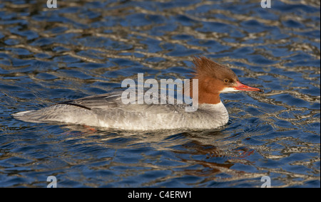 Common Merganser, smergo maggiore (Mergus merganser), nuoto femminile. Foto Stock