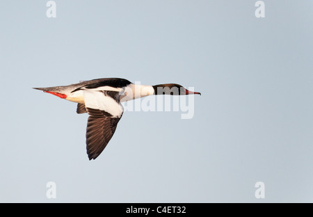 Common Merganser, smergo maggiore (Mergus merganser), maschio in volo. La Finlandia. Foto Stock