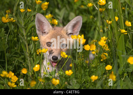 Fox cub Vulpes vulpes avventurarsi fuori di den in terreni agricoli Foto Stock