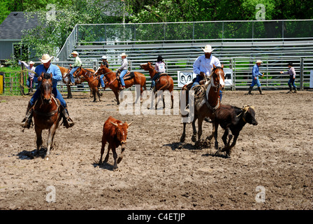 Rodeo cowboy spostare vitello per penne. Foto Stock