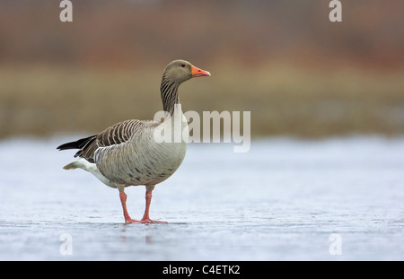 Oca Graylag, Graylag Goose (Anser anser), adulto in piedi su una roccia in acqua. La Finlandia. Foto Stock