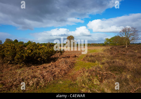 Westleton Heath in Suffolk Foto Stock