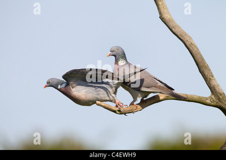 Colombaccio Columba palumbus coppia appollaiato Foto Stock