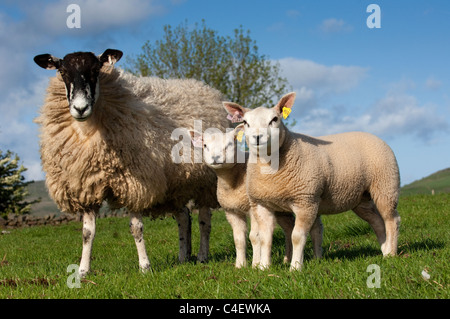 Pedigree Beltex agnelli sul mulo recipent pecore, prodotta come trapianti di embrioni. Foto Stock