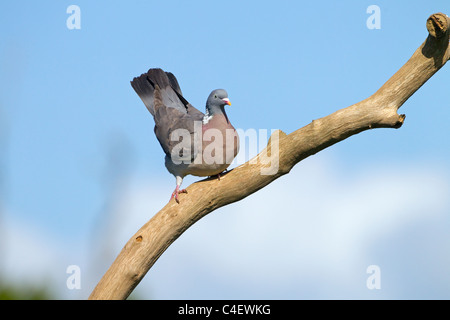 Colombaccio Columba palumbus appollaiato sul ramo di quercia Foto Stock