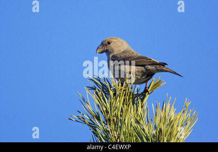 Parrot Crossbill (Loxia pytyopsittacus), femmina seduto su un pino. La Finlandia. Foto Stock