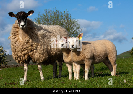 Pedigree Beltex agnelli sul mulo recipent pecore, prodotta come trapianti di embrioni. Foto Stock