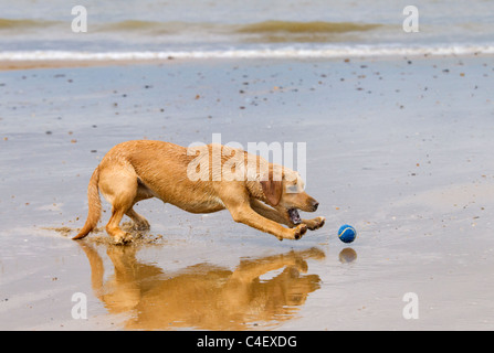 Giallo Labrador giocando con sfera Foto Stock