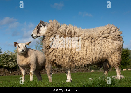 Pedigree Beltex agnelli sul mulo recipent pecore, prodotta come trapianti di embrioni. Foto Stock