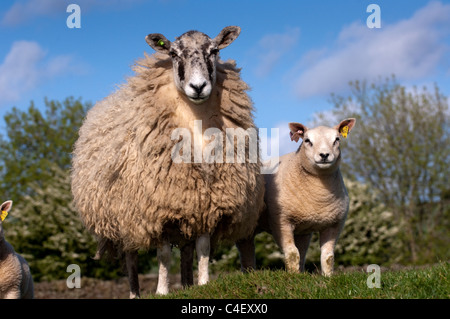 Pedigree Beltex agnelli sul mulo recipent pecore, prodotta come trapianti di embrioni. Foto Stock