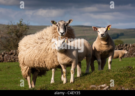 Pedigree Beltex agnelli sul mulo recipent pecore, prodotta come trapianti di embrioni. Foto Stock