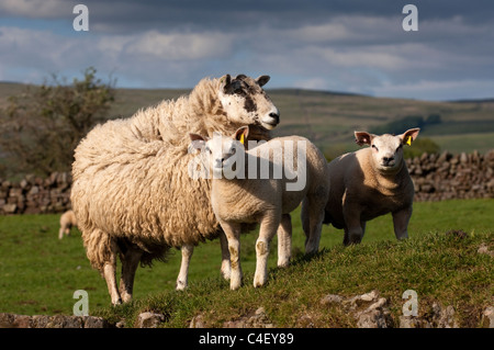 Pedigree Beltex agnelli sul mulo recipent pecore, prodotta come trapianti di embrioni. Foto Stock