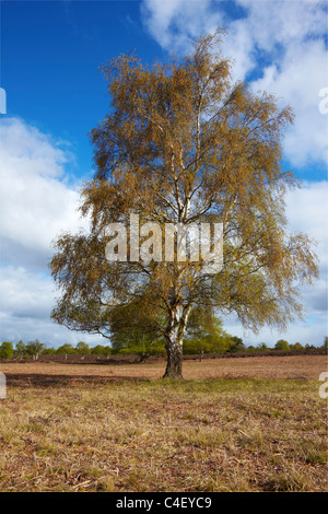 Westleton Heath in Suffolk Foto Stock