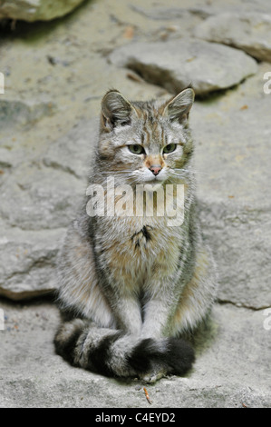 Giovani gatto selvatico (Felis silvestris) seduto sulla roccia, Foresta Bavarese, Germania Foto Stock