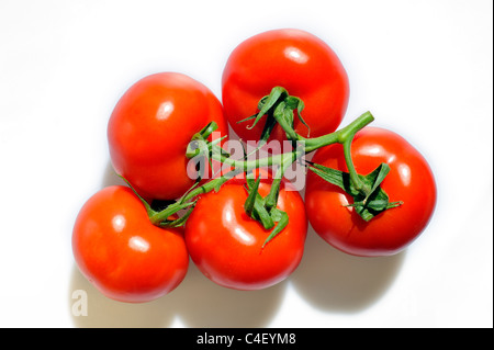 Grappolo di pomodori a grappolo (Lycopersicon esculentum) su sfondo bianco Foto Stock
