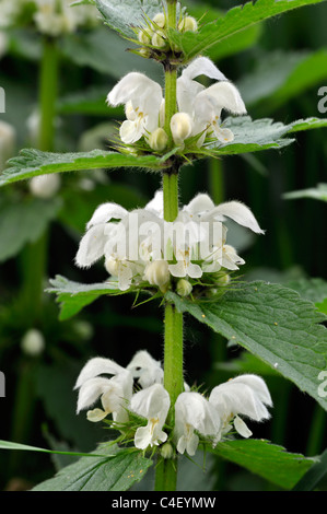 Bianco / deadnettle dead ortica Lamium (album) in fiore in primavera Foto Stock