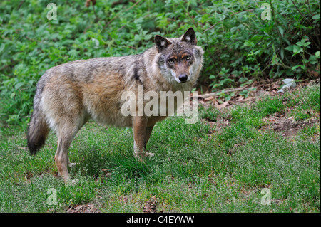 Unione Lupo (Canis lupus), foresta bavarese, Germania Foto Stock