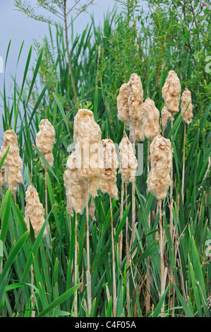 Comune / maggiore giunco / latifoglie tifa / Grande Reedmace (Typha latifolia) fluffy teste di seme che costeggia il lago in primavera Foto Stock