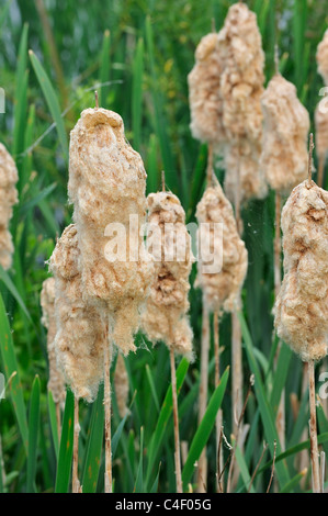 Comune / maggiore giunco / latifoglie tifa / Grande Reedmace (Typha latifolia) fluffy teste di seme che costeggia il lago in primavera Foto Stock