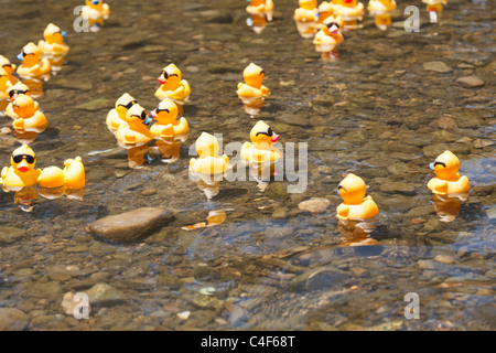 LOS Gatos, CA, Stati Uniti d'America - 12 giugno: La gomma duckies sono dando dei calci a fuori di loro estate al quarto Annual Silicon Valley gara d'anatra in vaso Foto Stock