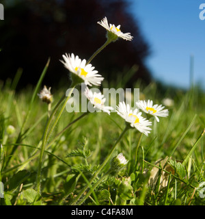 Le margherite fioriscono in un lussureggiante campo verde in una giornata di sole in primavera Foto Stock