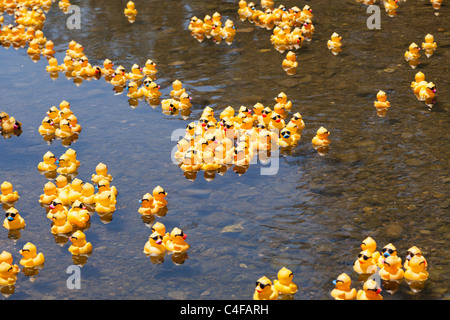 LOS Gatos, CA, Stati Uniti d'America - 12 giugno: La gomma duckies sono dando dei calci a fuori di loro estate al quarto Annual Silicon Valley gara d'anatra in vaso Foto Stock