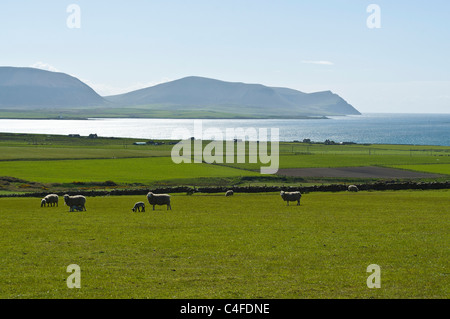 dh allevamento di pecore ORKNEY agnelli scozzesi e pecore in campo Scapa flusso Hoy colline scozia agnello campi agricoli Foto Stock