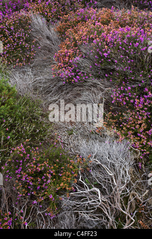 Un studio estivo dei bellissimi colori a Dunwich heath sulla costa di Suffolk Foto Stock