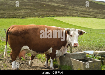 dh Hereford mucca VACCA UK Horned Hereford mucca marrone e bianco bovino bestiame bovino da campo Foto Stock