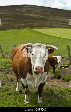 Dh Hereford MUCCA PAZZA UK cornuto Hereford mucca marrone e bianco beef cow bestiame agricolo britannico Foto Stock