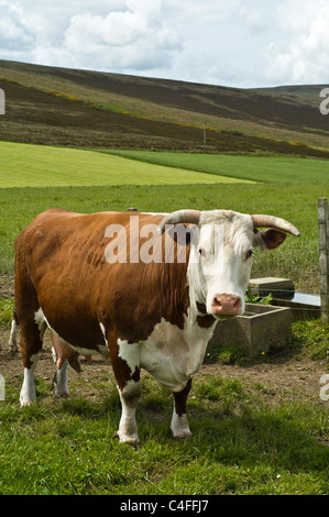 dh Hereford MUCCA UK Horned Hereford mucca marrone e. bovino bovino bovino bovino agricolo britannico mucche animali della scozia pedigree Foto Stock