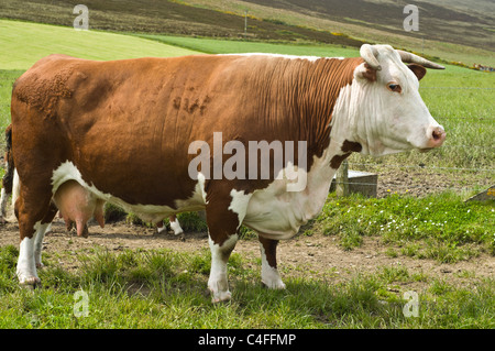 dh Hereford mucca di VACCA UK Horned Hereford mucca di manzo marrone e bianco razza pedigree bestiame scozzese Foto Stock