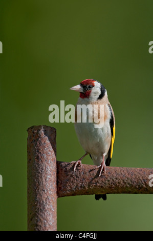 Cardellino europeo (carduelis carduelis) appollaiato sul vecchio cancello arrugginito Foto Stock