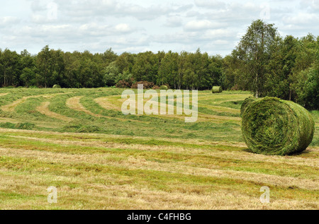 Erba verde per balle di fieno. Tempo del raccolto in estate. Foto Stock