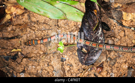 Twin sbarrate Tree Snake ( Chrysopelea pelias ) Foto Stock