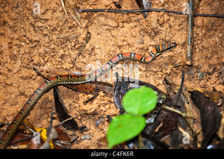 Twin sbarrate Tree Snake ( Chrysopelea pelias ) Foto Stock