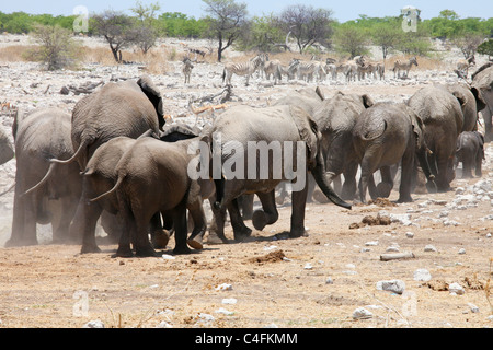 Gruppo di elefante africano (Loxodonta africana) e Burchell's Zebra nel Parco Nazionale di Etosha Namibia Foto Stock