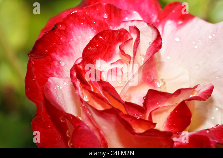 Rosso , bianco e rosa gialla da vicino come uno sfondo con gocce d'acqua Foto Stock