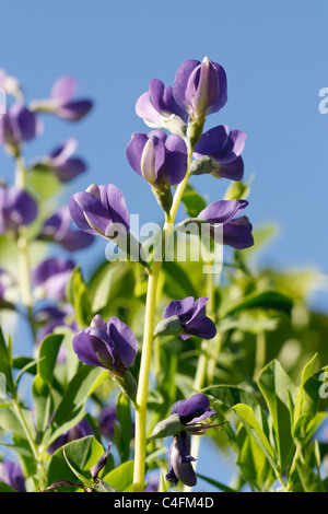 Messa a fuoco selettiva immagine della fioritura indigo (Baptisia tinctoria). Foto Stock