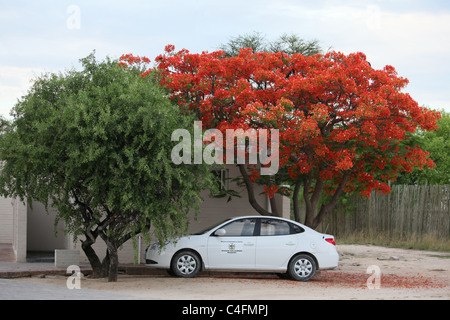 African Flame Tree, Royal Poinciana o fiammeggiante, nel Parco Nazionale di Etosha, Namibia. Foto Stock