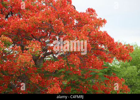 African Flame Tree, Royal Poinciana o fiammeggiante, nel Parco Nazionale di Etosha, Namibia. Foto Stock