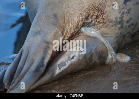 Sacco amniotico & fluid [acque rotto] nelle prime fasi di una guarnizione grigio [Halichoerus grypus] nascita a Donna Nook, Lincolnshire Foto Stock