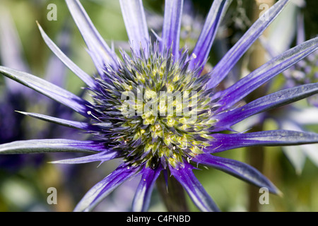 Eryngium Bourgatii Mare Holly Foto Stock