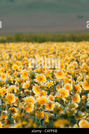 Tidy-Tips Layia platyglossa (Asteraceae) Carrizo Plain monumento nazionale, California aprile Foto Stock