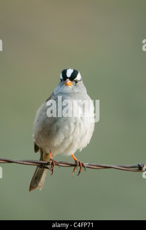 Bianco-incoronato Sparrow (Zonotrichia leucophrys) sul filo spinato, Carrizo Plain monumento nazionale, California Foto Stock