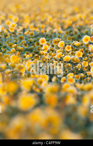 Tidy-Tips (Layia platyglossa) (Asteraceae) Carrizo Plain monumento nazionale, California aprile Foto Stock