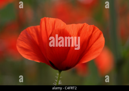 Backlit papavero (Papaver sp.) Foto Stock